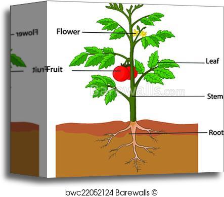 443x390 Canvas Print Of Showing The Parts Of A Tomato Plant Barewalls