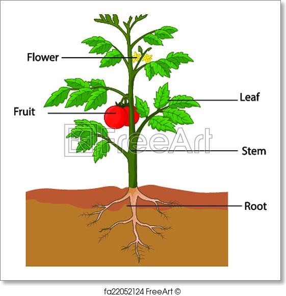 561x581 Free Art Print Of Showing The Parts Of A Tomato Plant. Vector