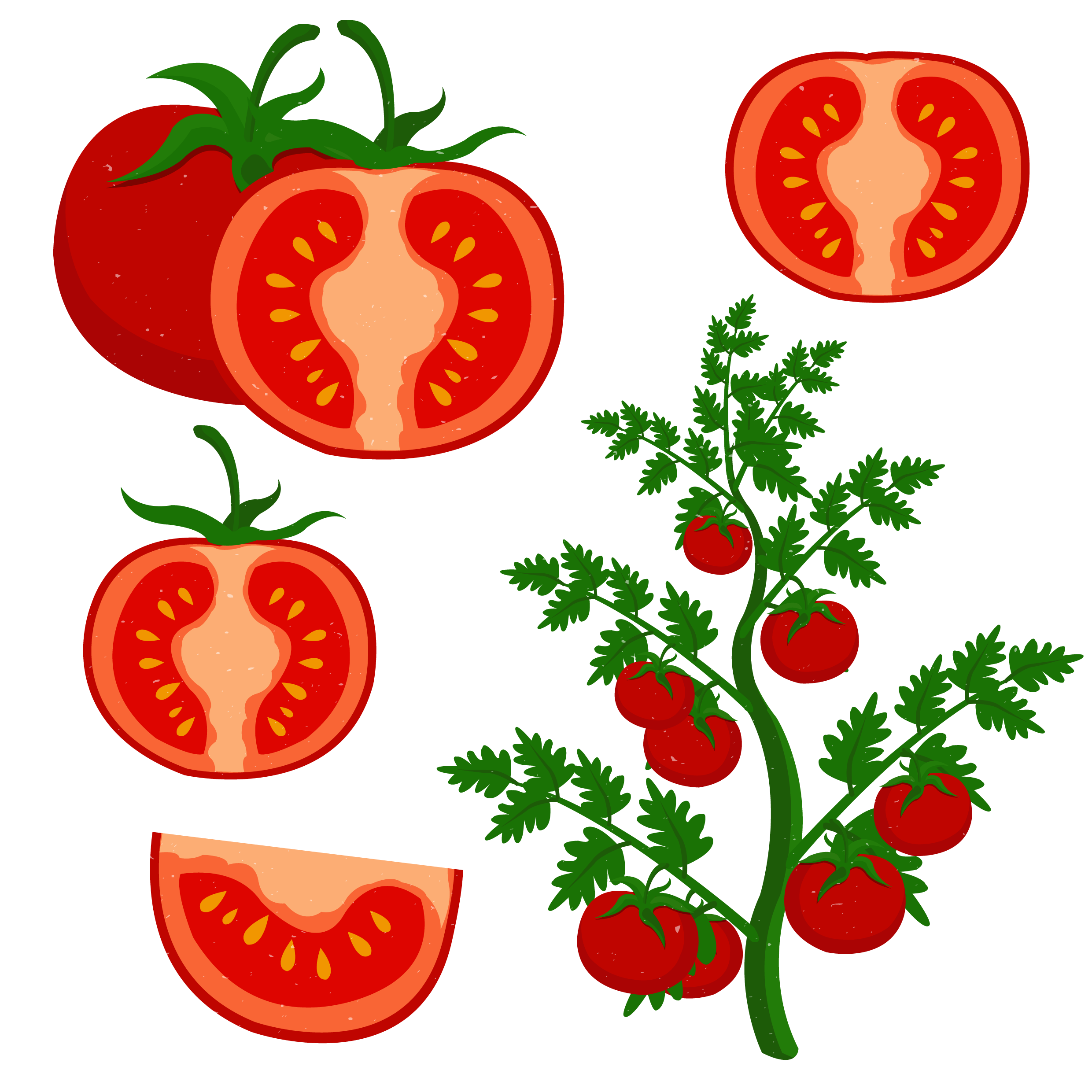 2480x2480 Tomato Vector