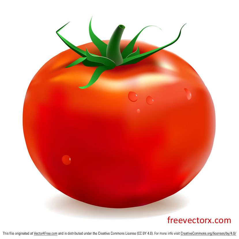 829x829 Free Tomato Vector Graphics