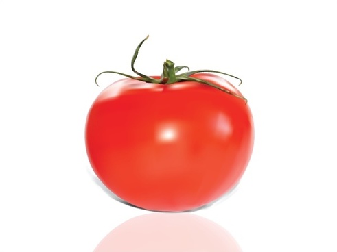 491x368 Free Tomato Vector Free Vector Download (318 Free Vector) For