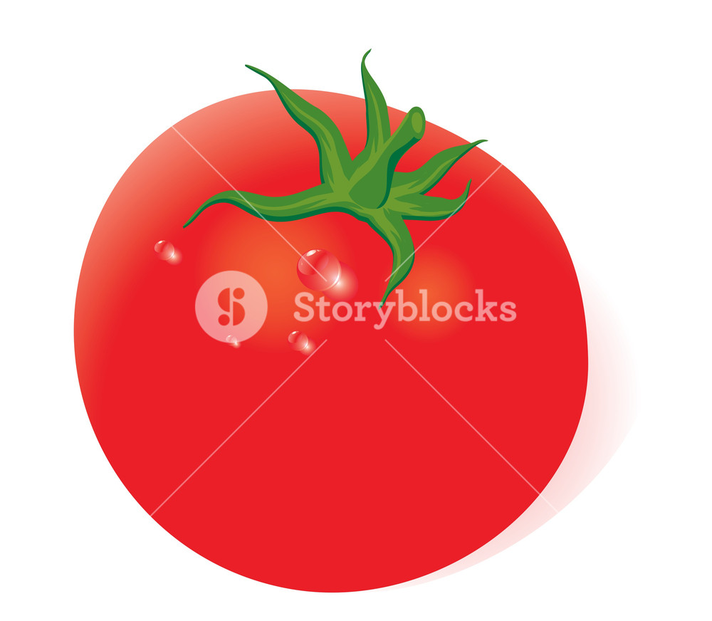 1000x872 Fresh Tomato. Vector. No Gradient Meshes Used