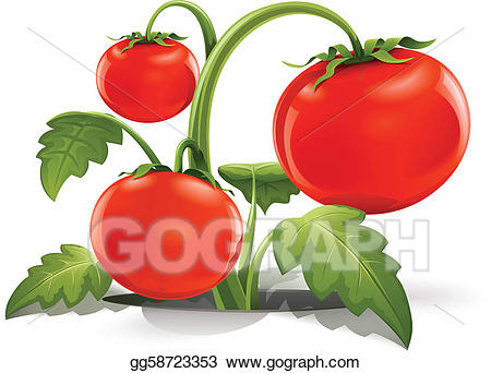 450x342 Tomato Clipart Ripe