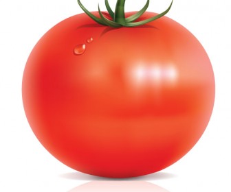 336x280 Tomato Vector Art