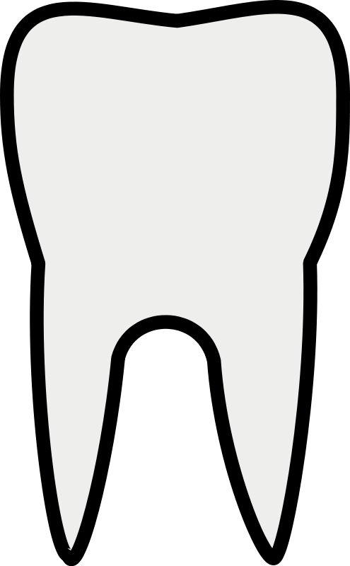 495x800 Tooth Line Art Free Vector 4vector