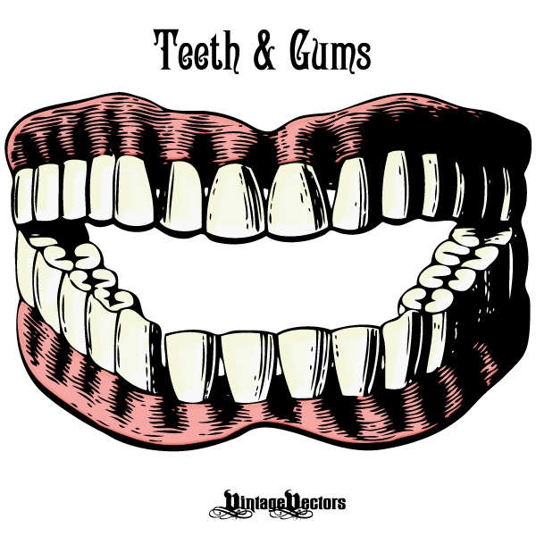 600x600 Vector Art Set Of Teeth And Gums In Open Mouth Antique