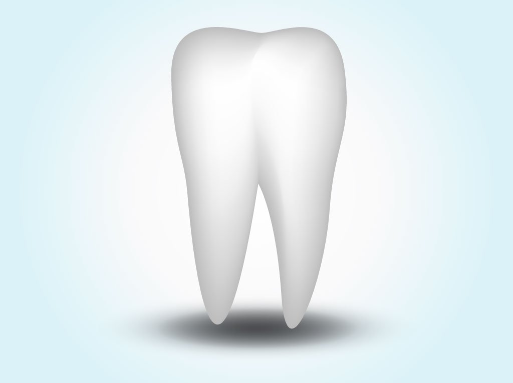 1024x765 Vector Tooth Vector Art Amp Graphics