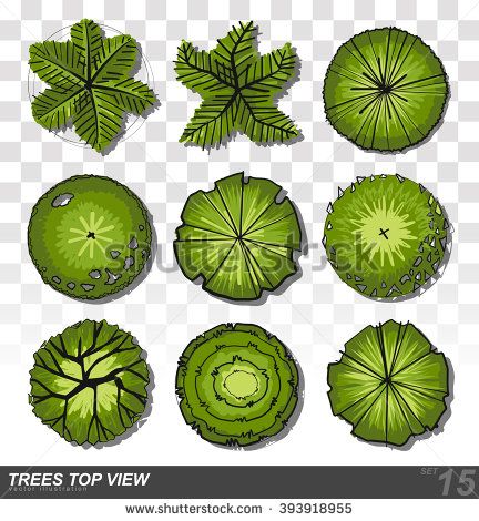432x470 Set Of Trees Top View For Landscape Design Vector Illustration