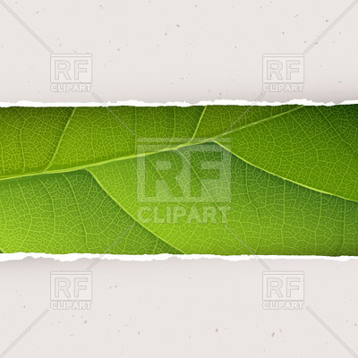 400x400 Green Leaf Texture Under Torn Paper Vector Image Vector Artwork