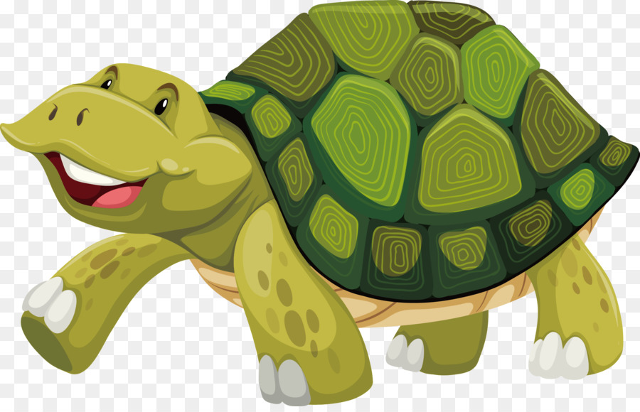 900x580 Turtle Shell Stock Photography Illustration