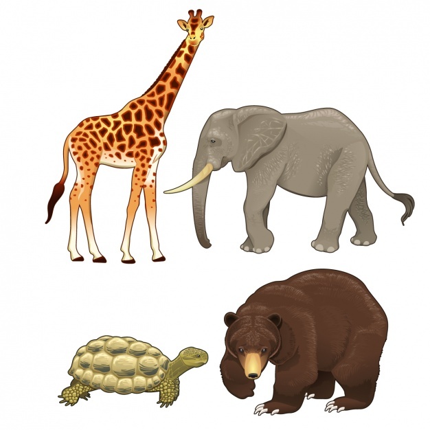 626x626 Tortoise Vectors, Photos And Psd Files Free Download