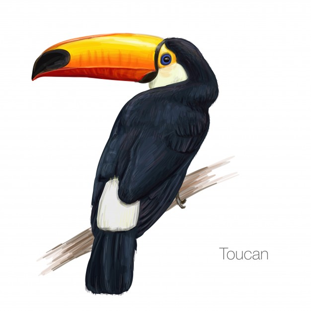626x626 Toucan Vectors, Photos And Psd Files Free Download