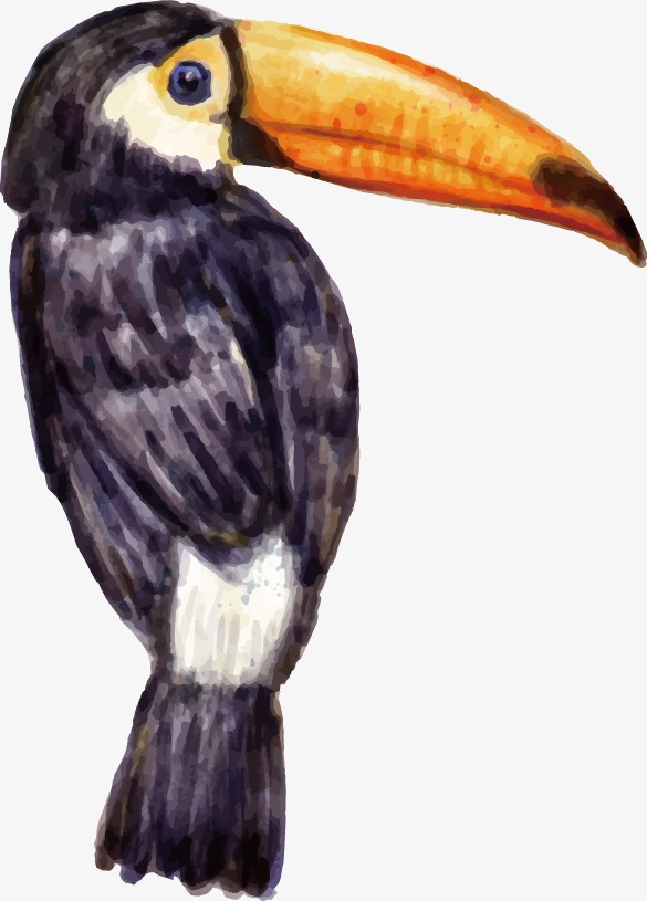 585x815 Vector Painted Toucan, Vector, Hand Painted, Bird Png And Vector