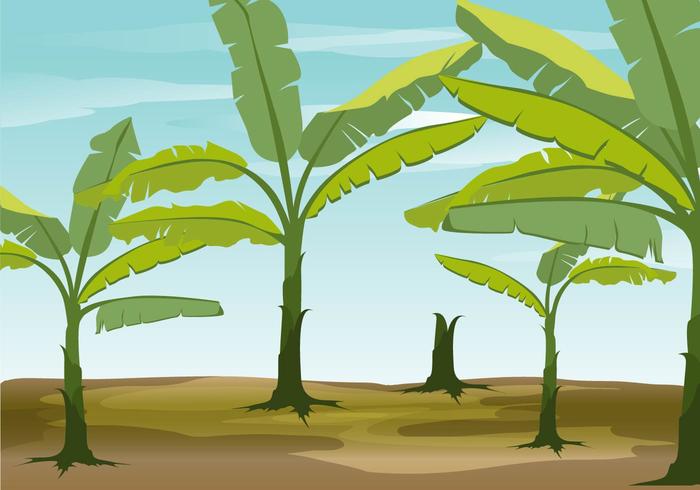 700x490 Banana Tree Vector Background