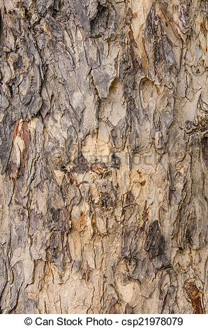 298x470 Pattern Clipart Tree Bark