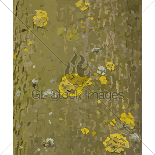 500x500 Tree Bark With Lichens Vector Texture Gl Stock Images