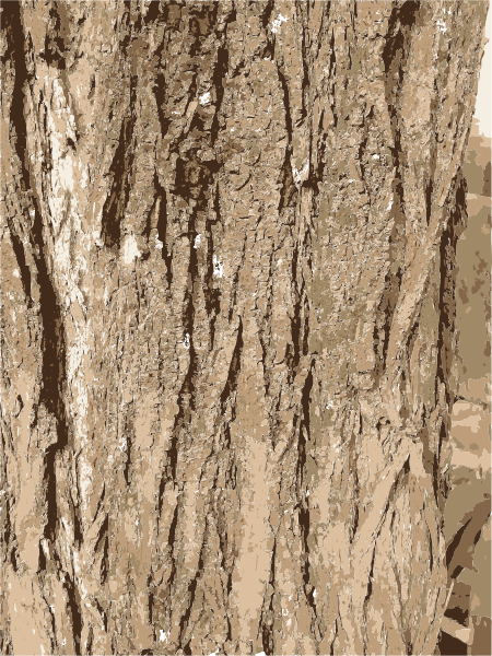 450x600 Collection Of Free Vector Texture Tree Bark. Download On Ubisafe