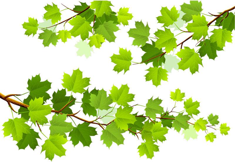800x552 Green Maple Tree Branch Vector [Ai]