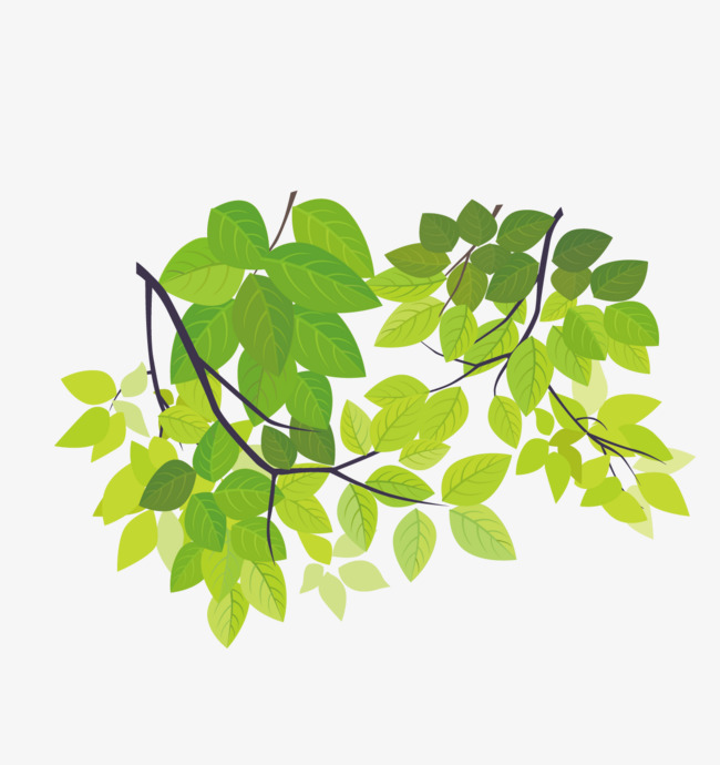 650x690 Hand Drawn Vector Walnut Tree Branch, Hand Vector, Tree Vector