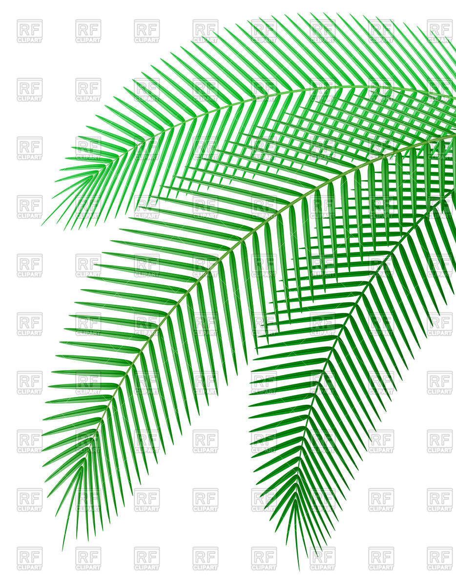 934x1200 Palm Tree Branch Vector Image Vector Artwork Of Plants And