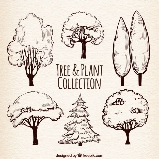 626x626 Set Of Tree Sketches Vector Free Download