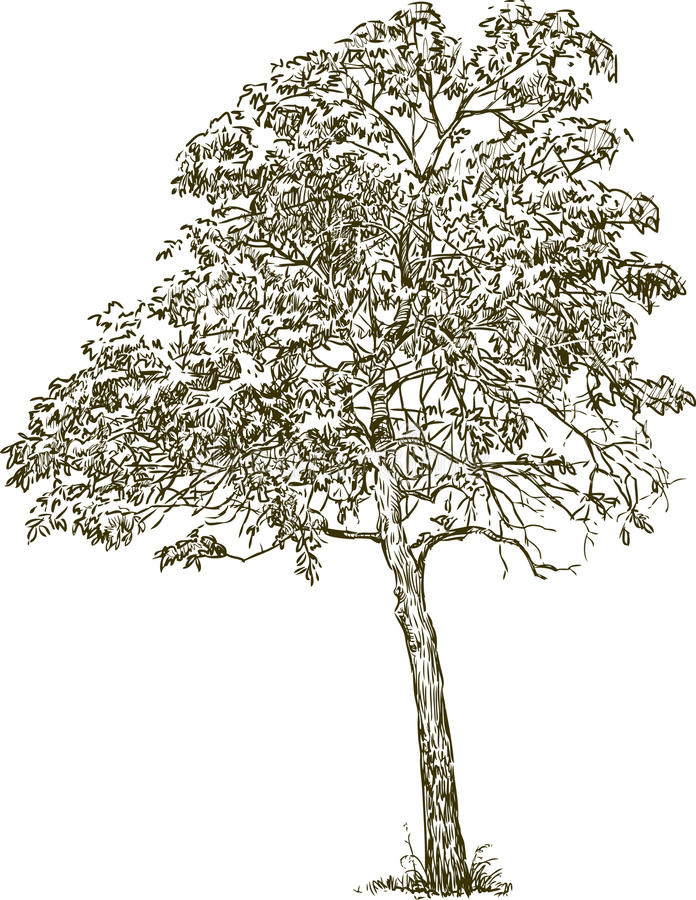 696x900 Collection Of Free Deciduity Clipart Drawing. Download On Ubisafe