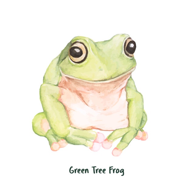 626x626 Tree Frog Vectors, Photos And Psd Files Free Download