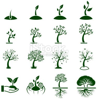374x380 Tree Growing Process Green Royalty Free Vector Icon Set Royalty