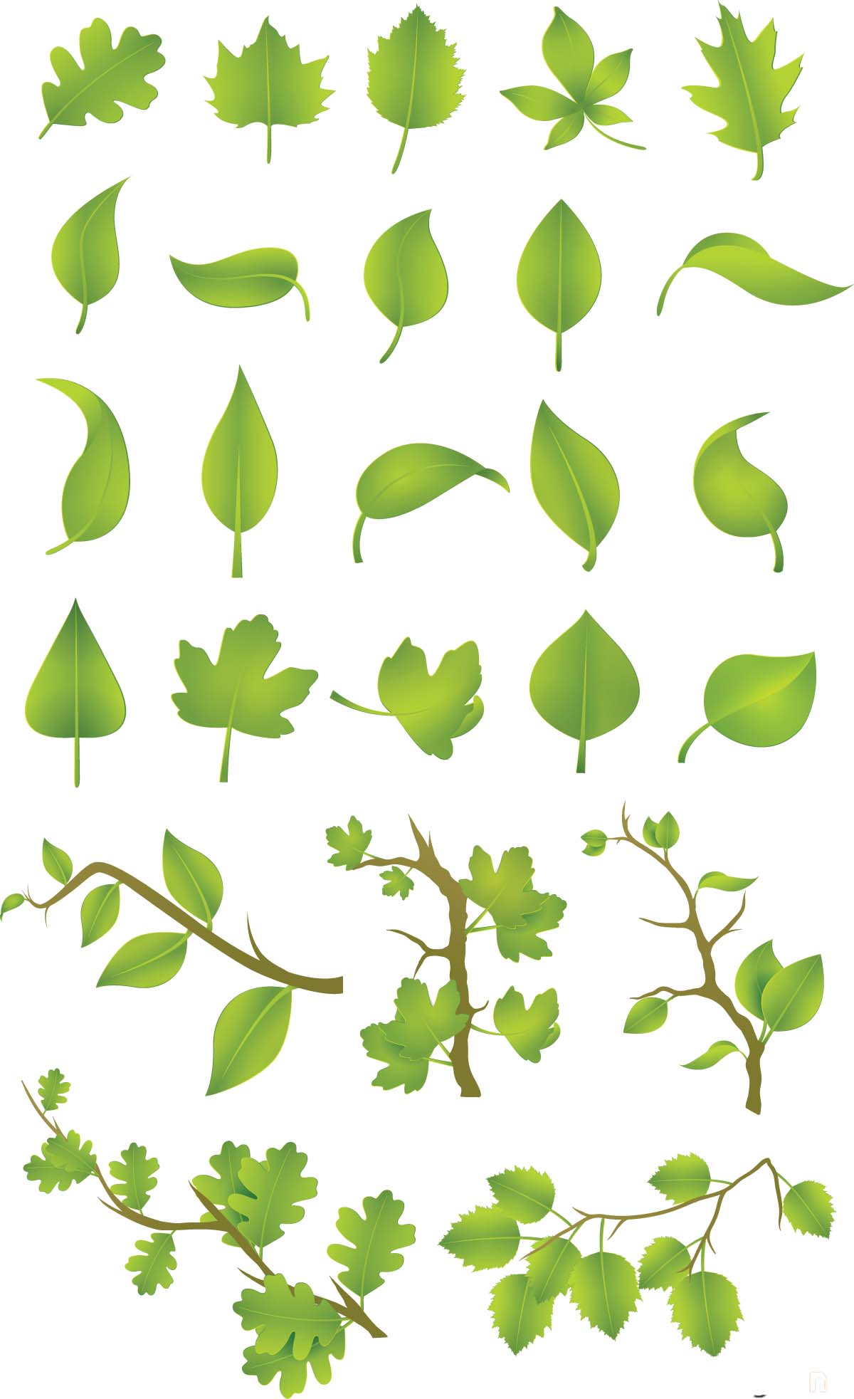 1200x1965 Green Leaves Vector Set Free Download