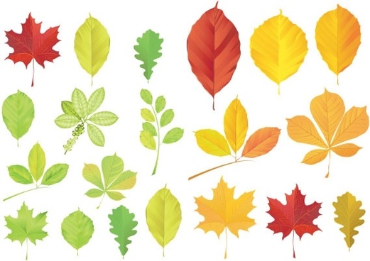 521x368 Leaves Free Vector Download (3,595 Free Vector) For Commercial Use