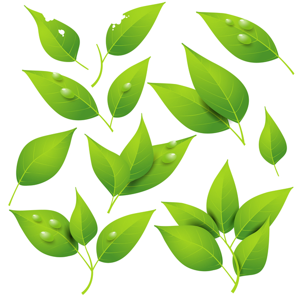 600x600 Transparent Water Drop With Green Leaves Vector 02 Free Download