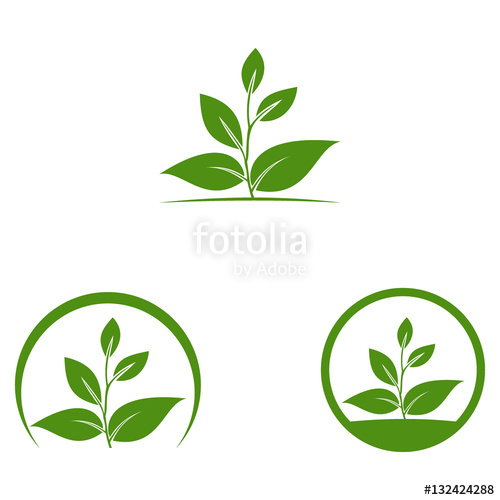 500x500 Oak, Tree, Leaf Vector Logo Design Stock Image And Royalty Free