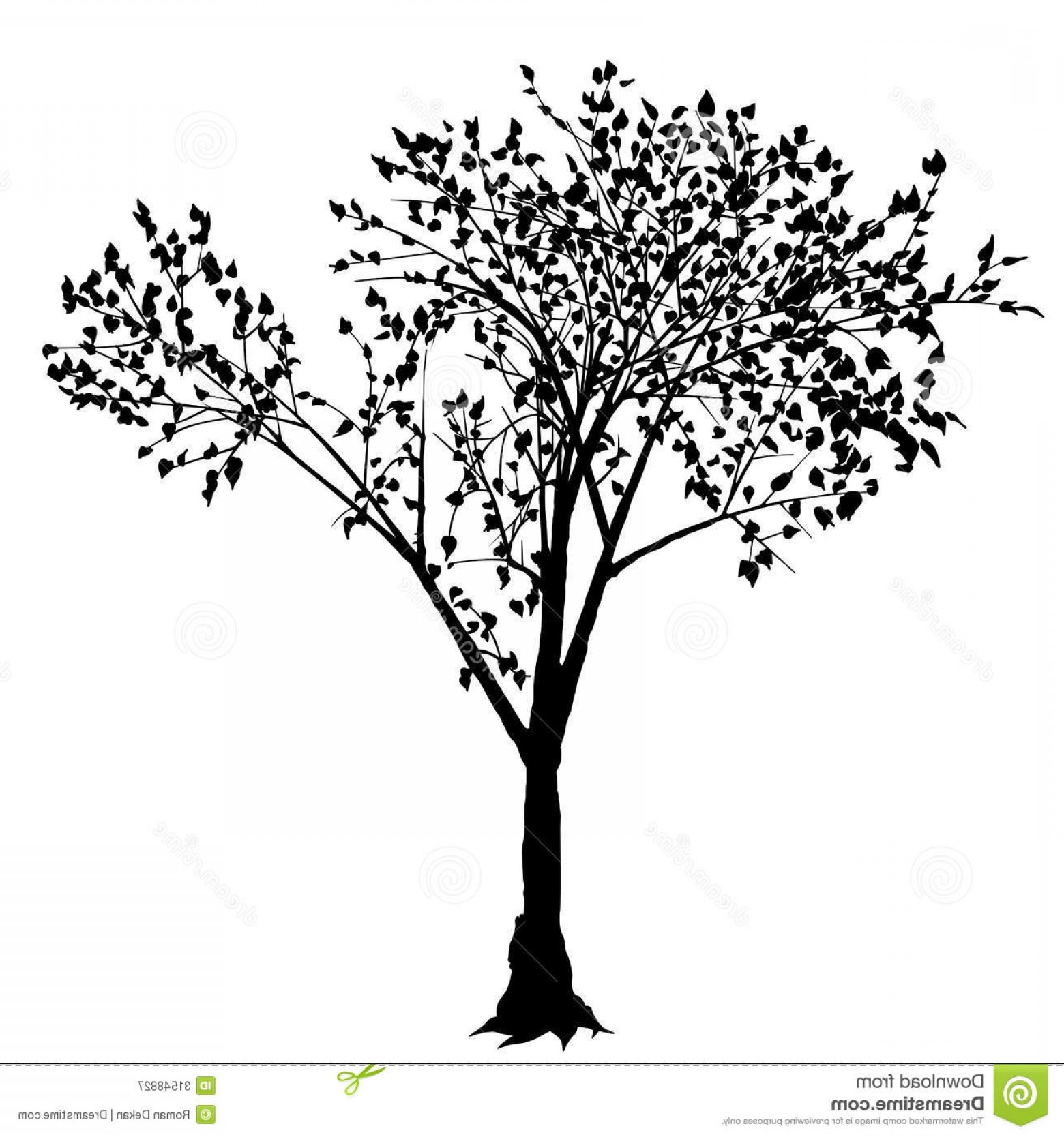 1560x1668 Royalty Free Stock Photography Tree Silhouette Deciduous Black
