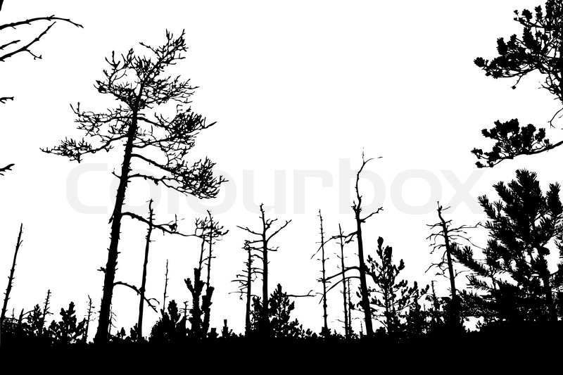 800x533 Tree Silhouette On White Background, Vector Illustration Stock