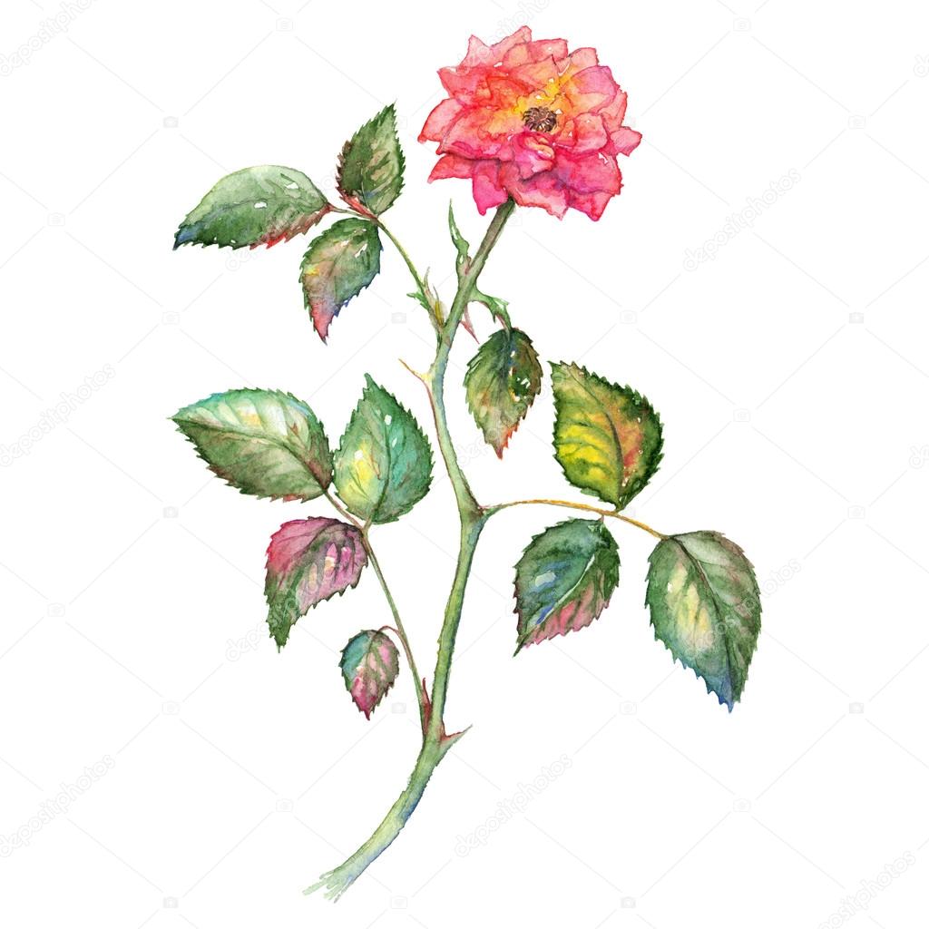 1024x1024 Shrub Clipart Watercolor