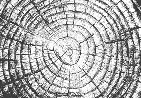 286x200 Tree Rings Free Vector Art