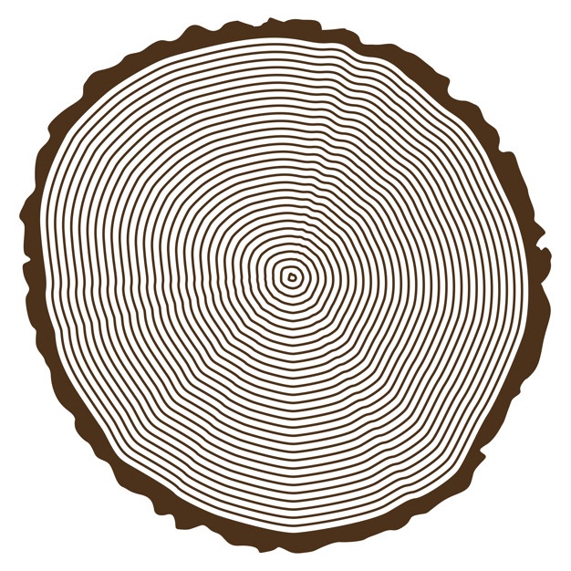 626x626 Tree Rings Vectors, Photos And Psd Files Free Download