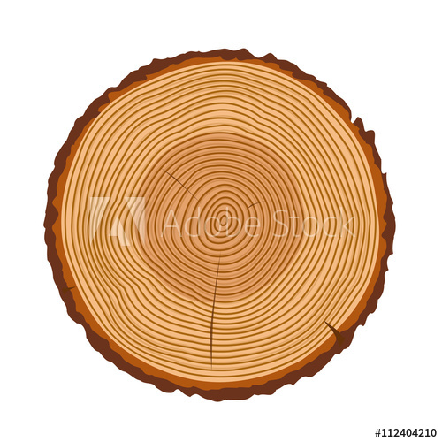 500x500 Tree Rings, Tree Trunk Rings Isolated, Wood Ring Texture, Tree