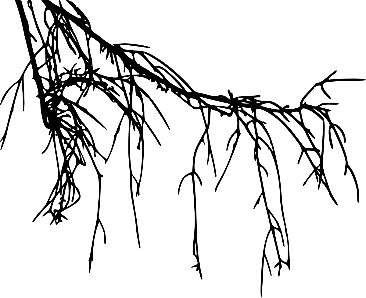 1200x979 Collection Of Free Roots Vector Hazelnut Tree. Download On Ubisafe