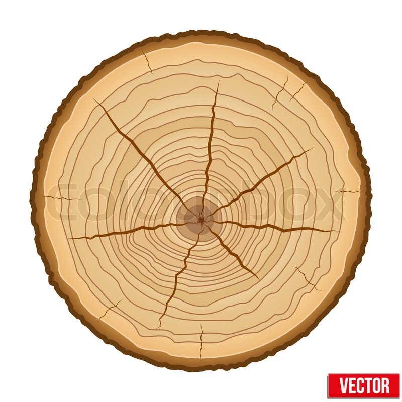 800x800 Wood Cross Section Of Tree Trunk. Vector Illustration Isolated On