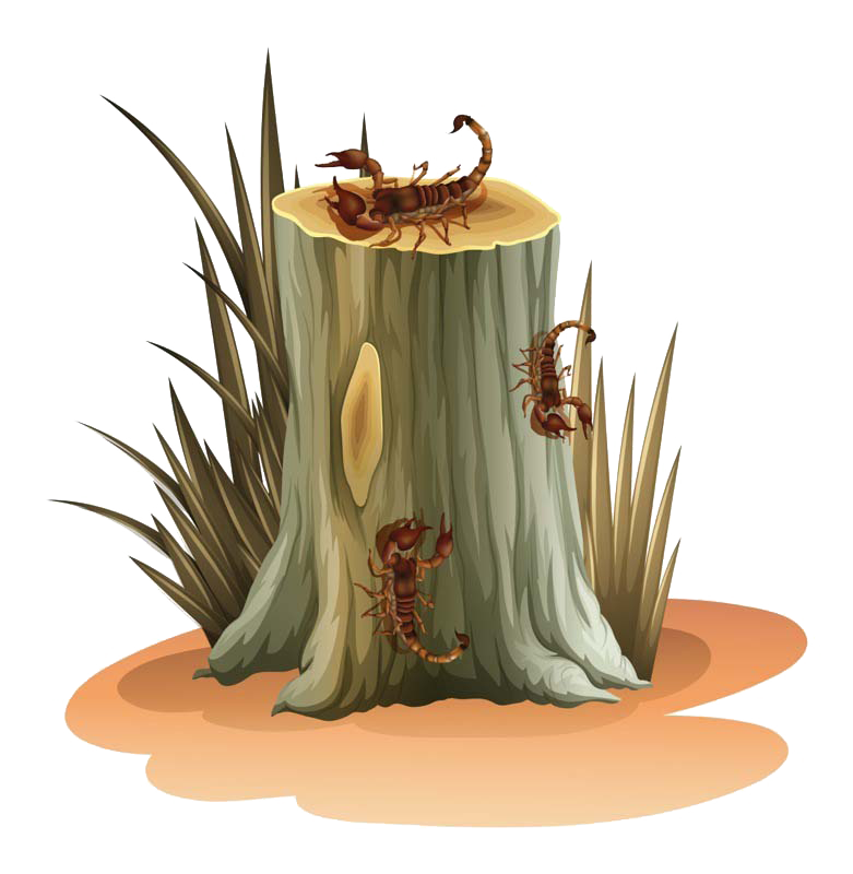 781x800 Euclidean Vector Tree Stump Clip Art