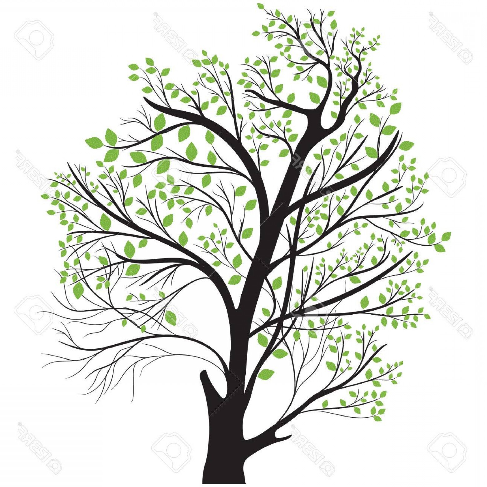 1560x1560 Photostock Vector Tree Top With Green Leaves Orangiausa