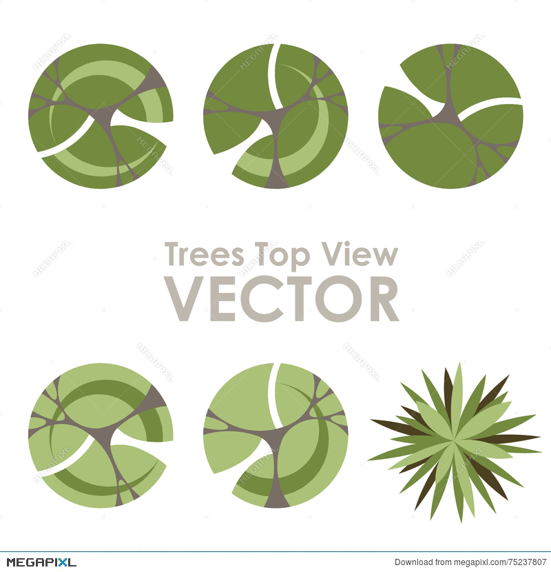 800x830 Trees Top View Vector Icons Illustration 75237807