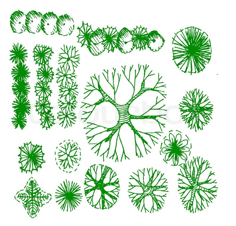 800x767 Trees Top View For Architecture Landscape Design Projects Stock