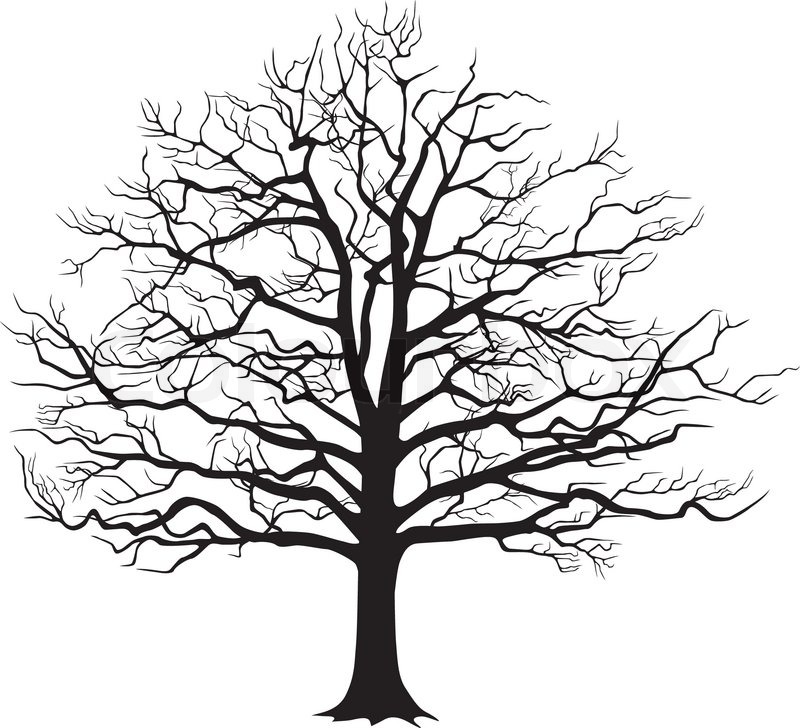 800x728 Black Silhouette Of A Bare Tree . Vector Illustration Stock
