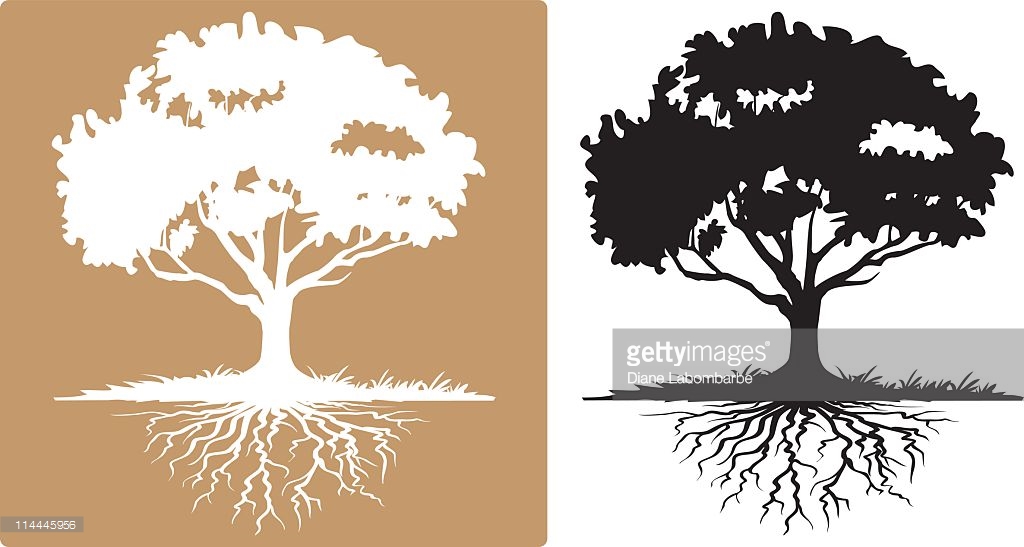 1024x547 Oak Tree Vector Two Trees With Roots Black Silhouette Illustration