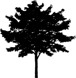 247x253 Tree Png Vector Transparent Tree Vector.png Images. Pluspng