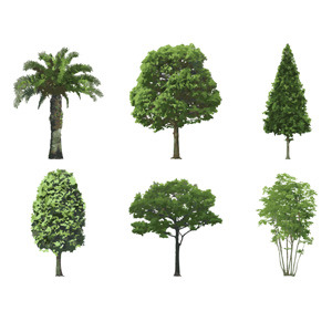 300x300 Tree Illustration