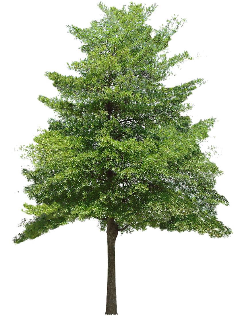 836x1100 Free Download Tree Vector Png