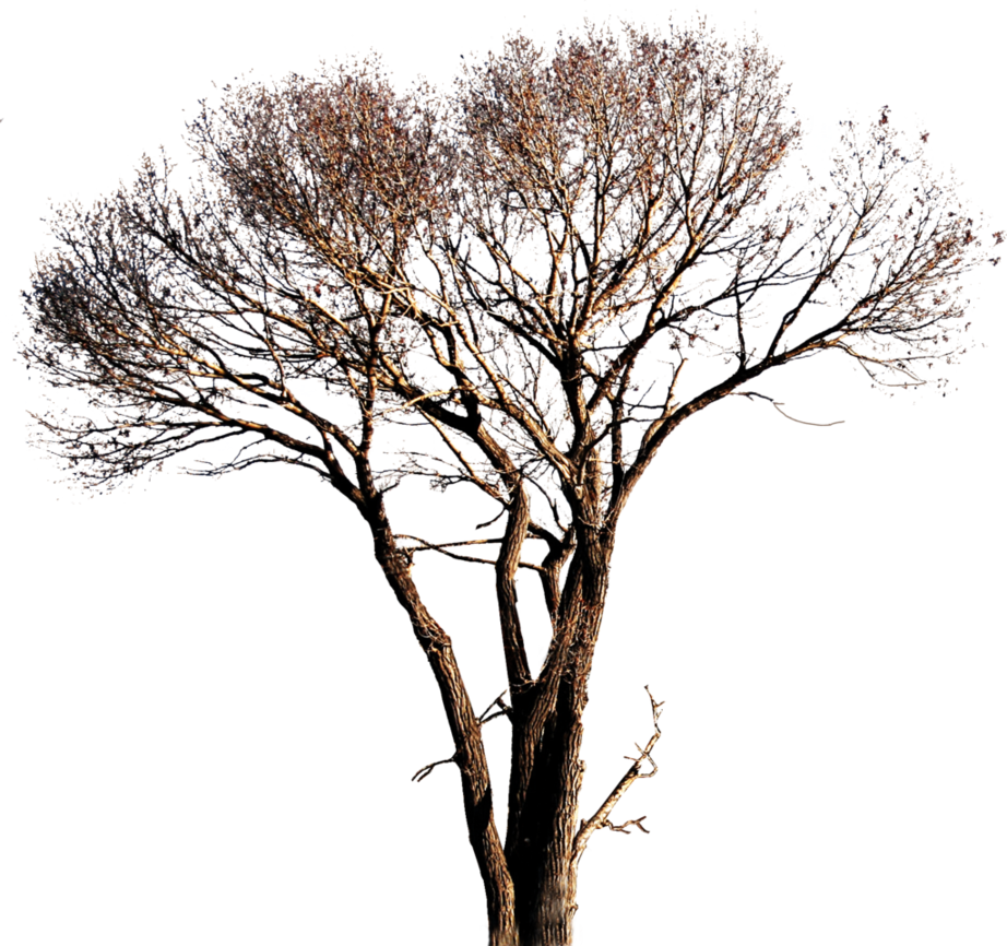 922x866 Png Tree Vector